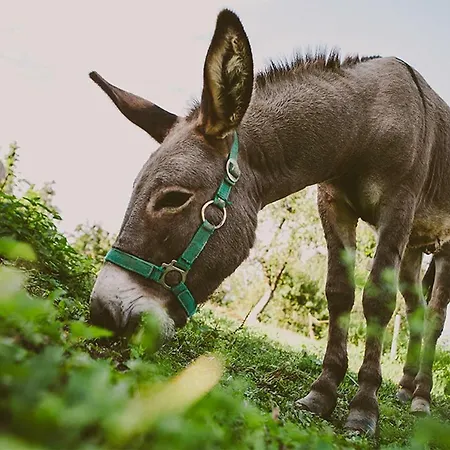 Tourist Farm Samec Sele