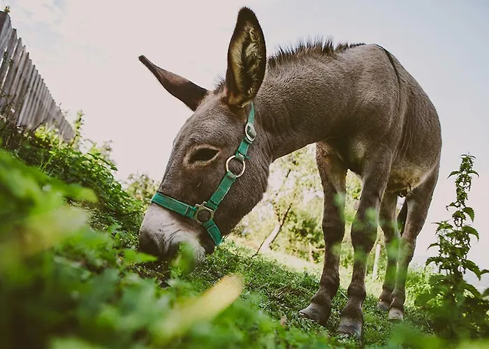 Tourist Farm Samec Sele